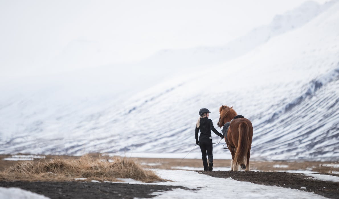 A young woman leads her Icelandic horse on a track, in the background are snow covered mountains.