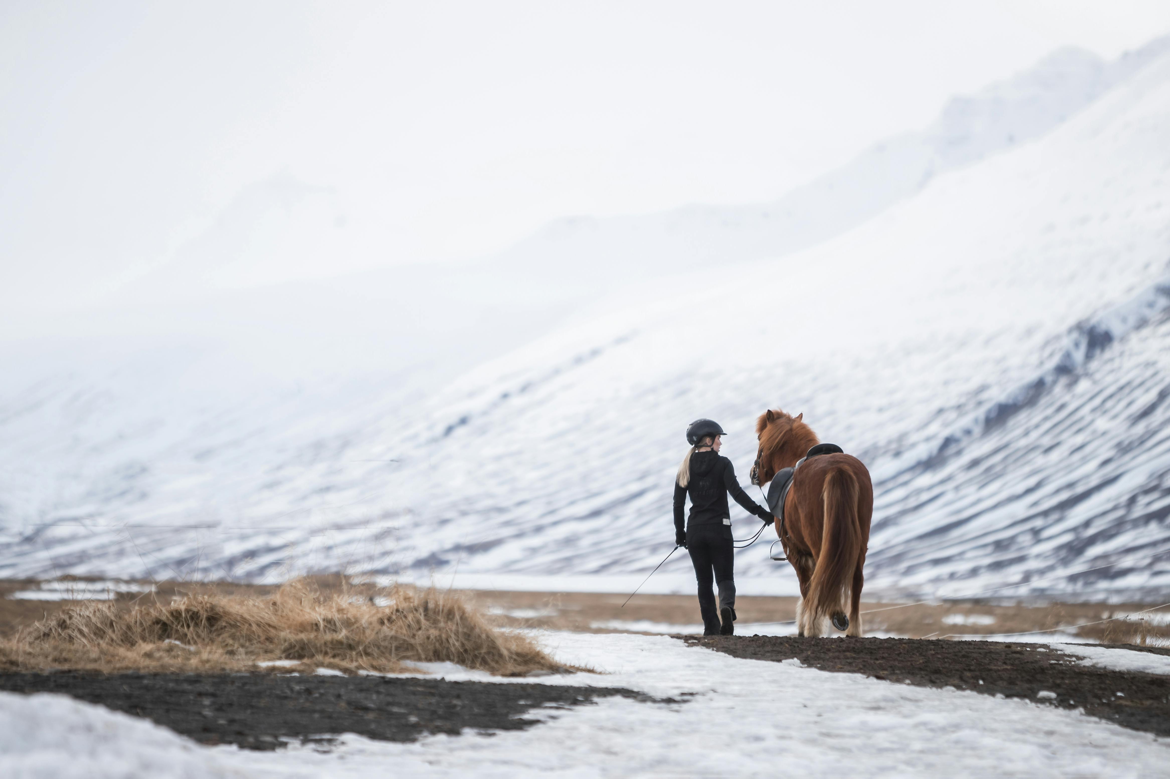 A young woman leads her Icelandic horse on a track, in the background are snow covered mountains.