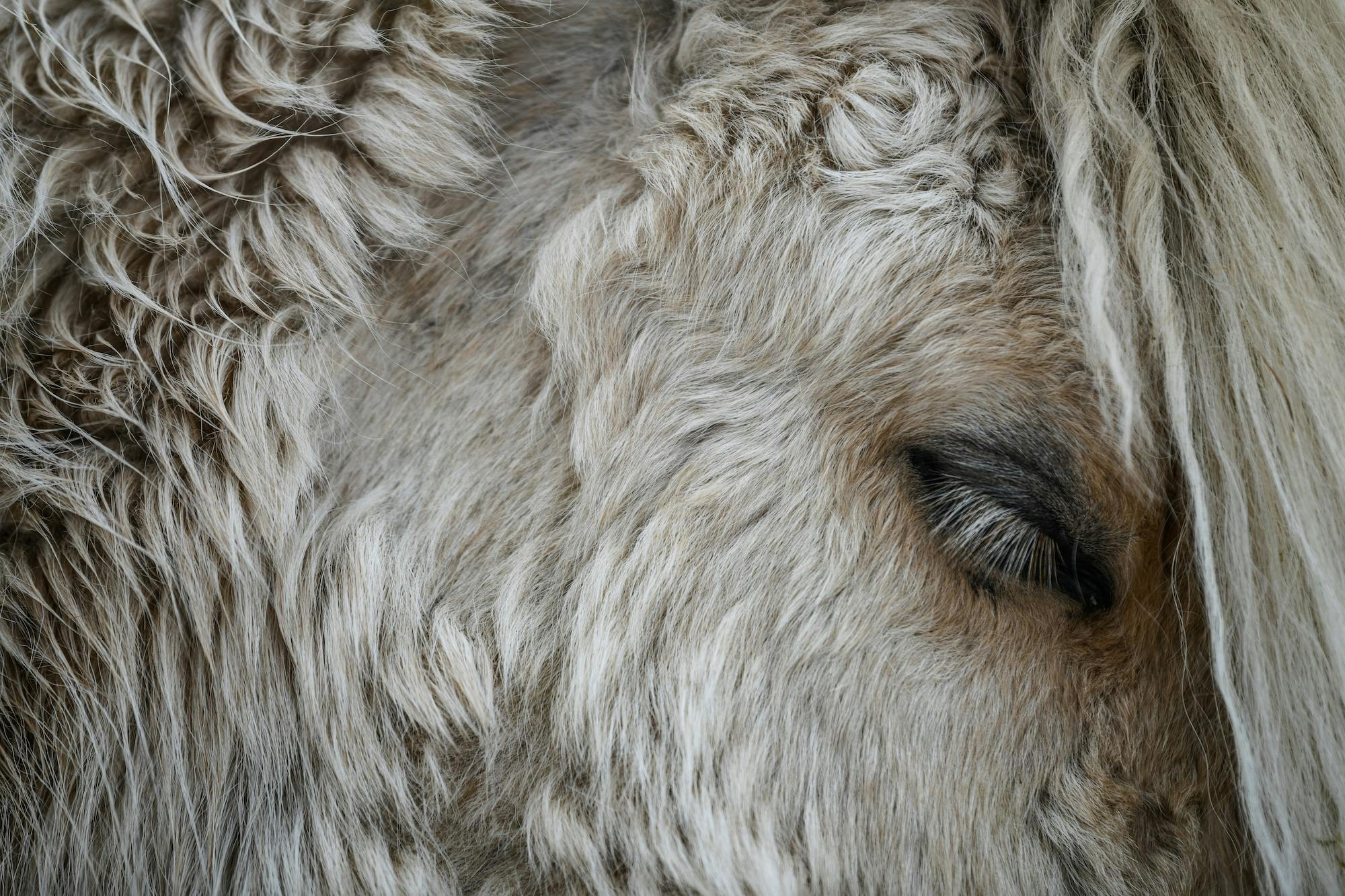 Close up on a palomino furry Icelandic horse's hear, closing its eyes