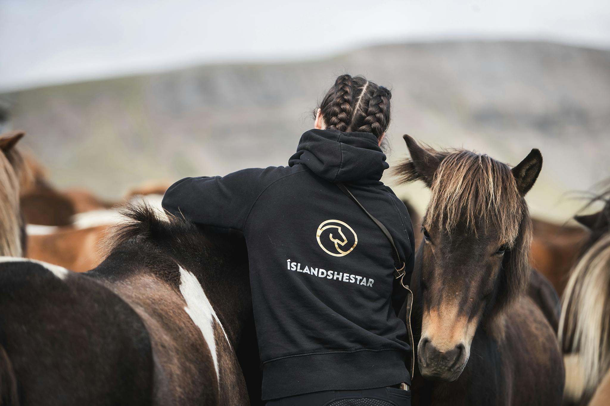 A woman stands in and Icelandic horse herd