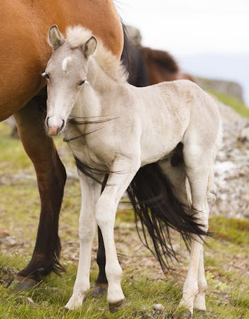 An Icelandic foal and his mother