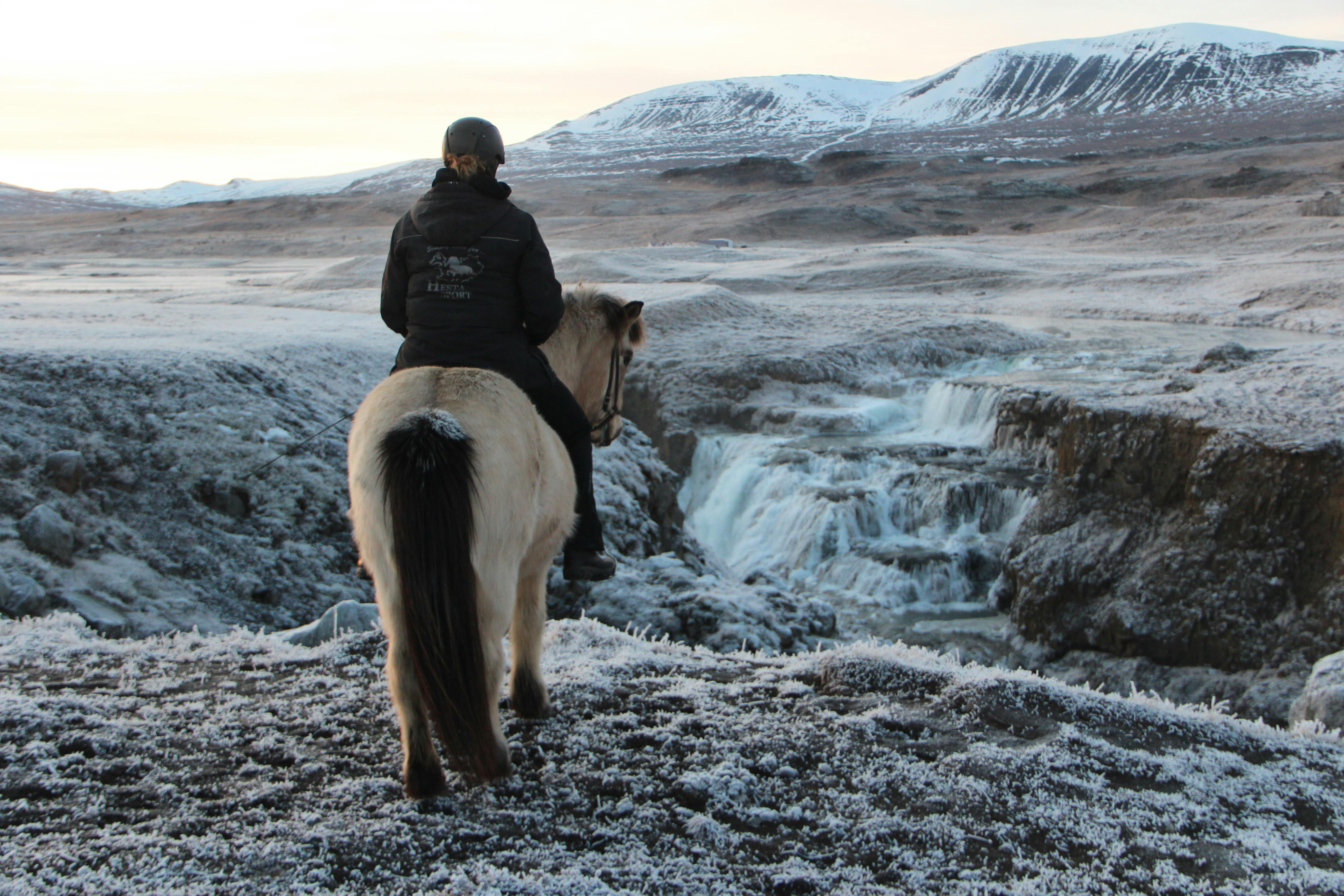 A horse rider from Hestasport looking at Reykjafoss during the Icelandic winter