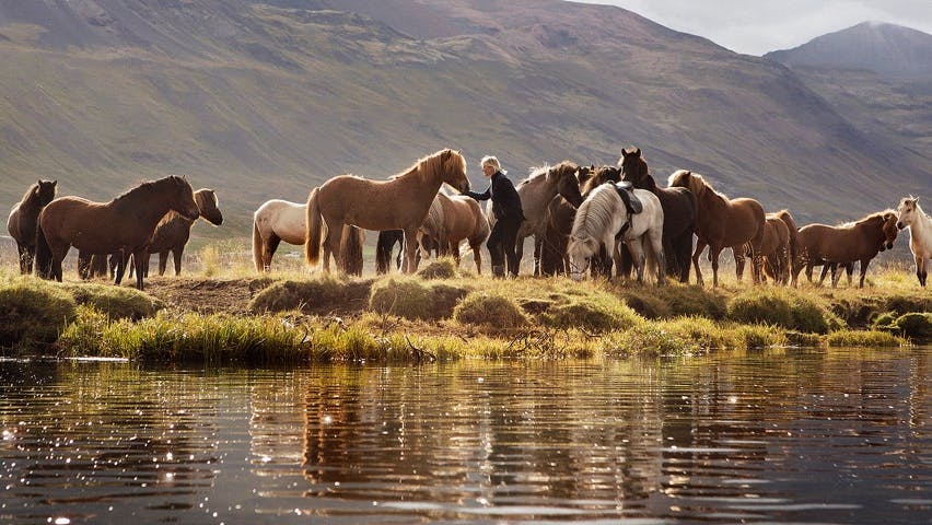 Icelandic horses