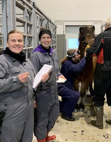summer eczema vaccination Horses of Iceland, Icelandic horses