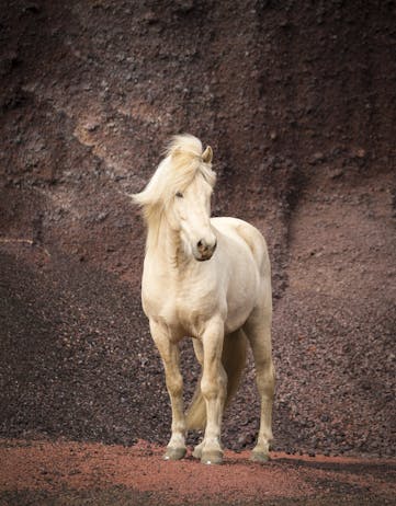 Palomino Icelandic horse