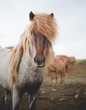 Red roan Icelandic horse