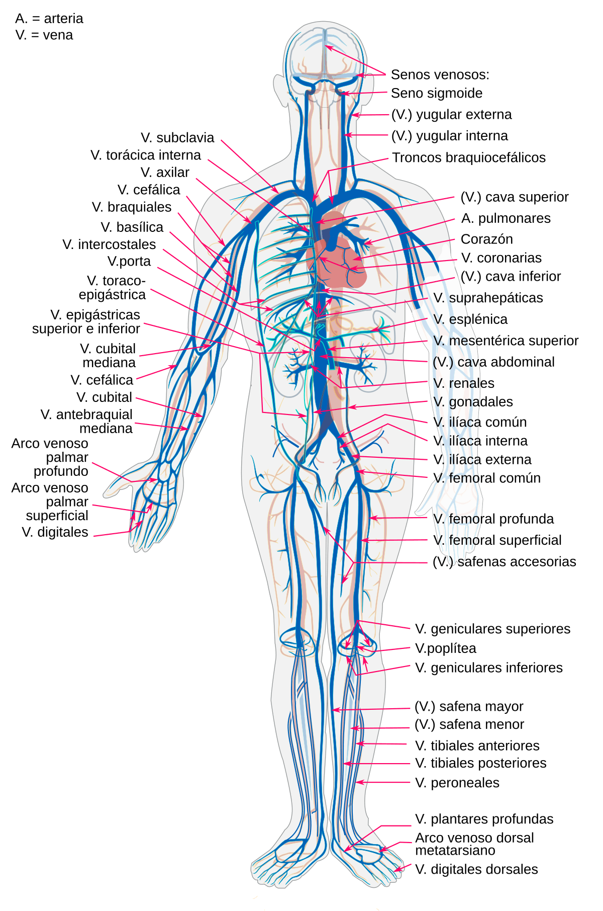 Image within the text