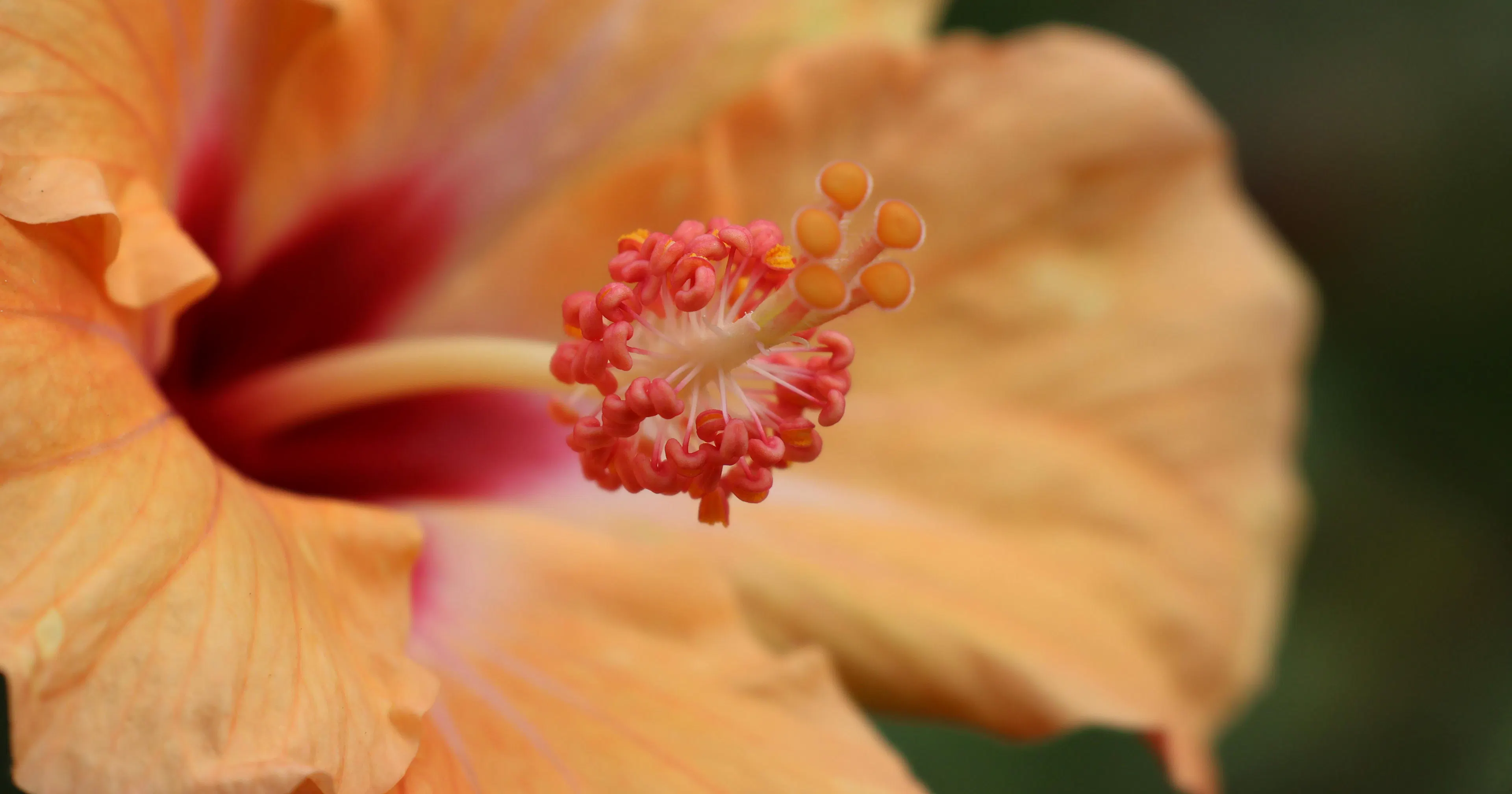 Hayfever Season Is Starting pollen in flower