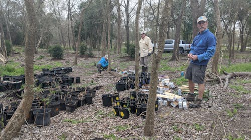 volunteer marking and preparing tree seedlings for Coolgreen Corridor