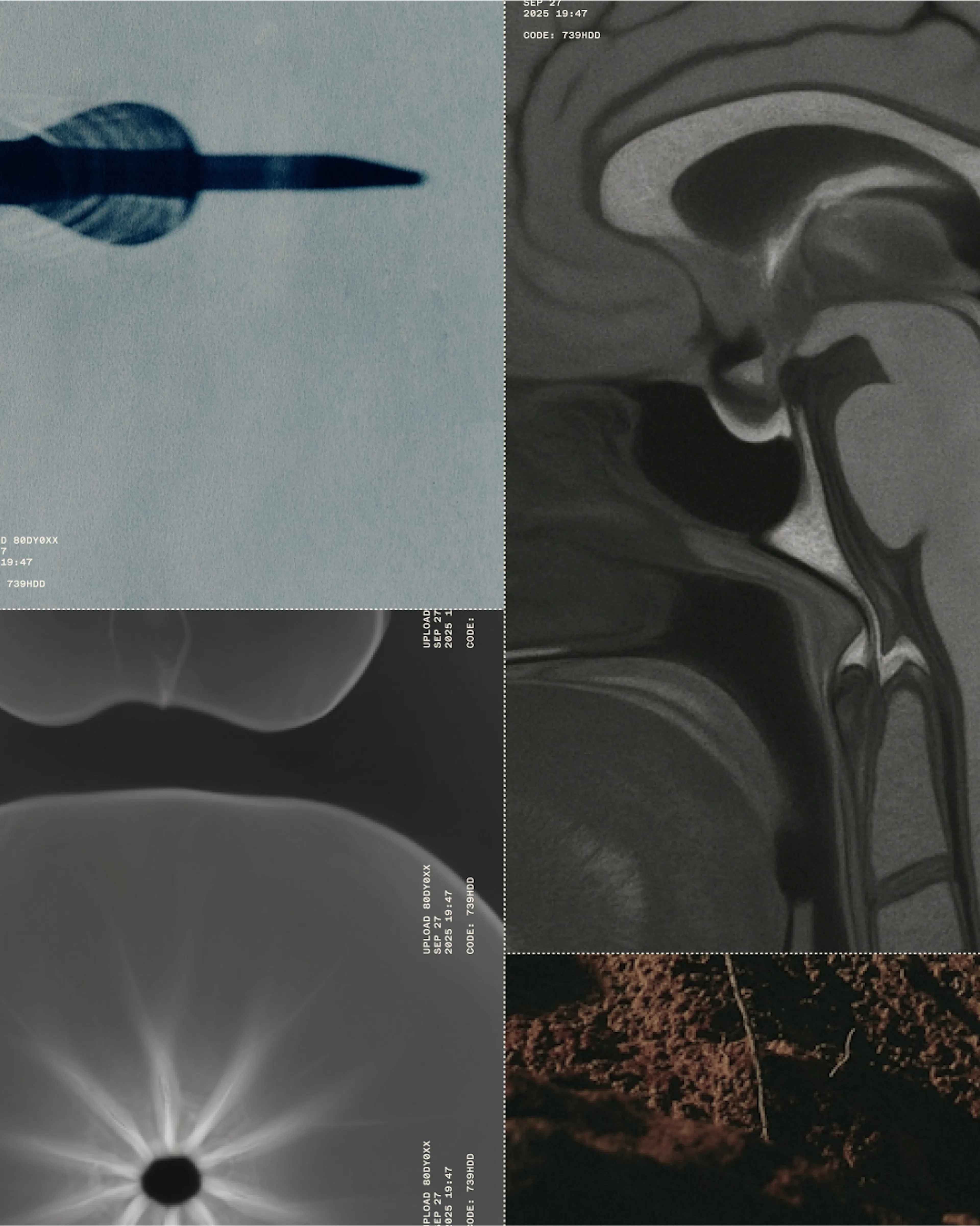 Xray photography of Trellis by HOW+HOW
