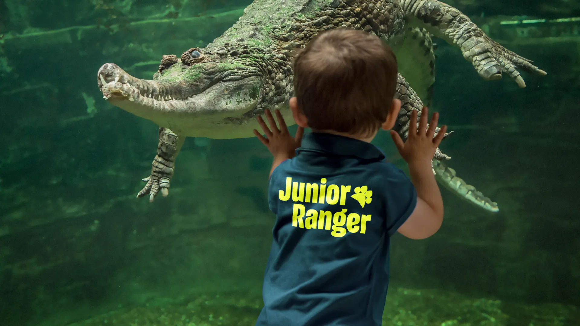 Child in a 'Junior Ranger' T-shirt watching a crocodile through the glass