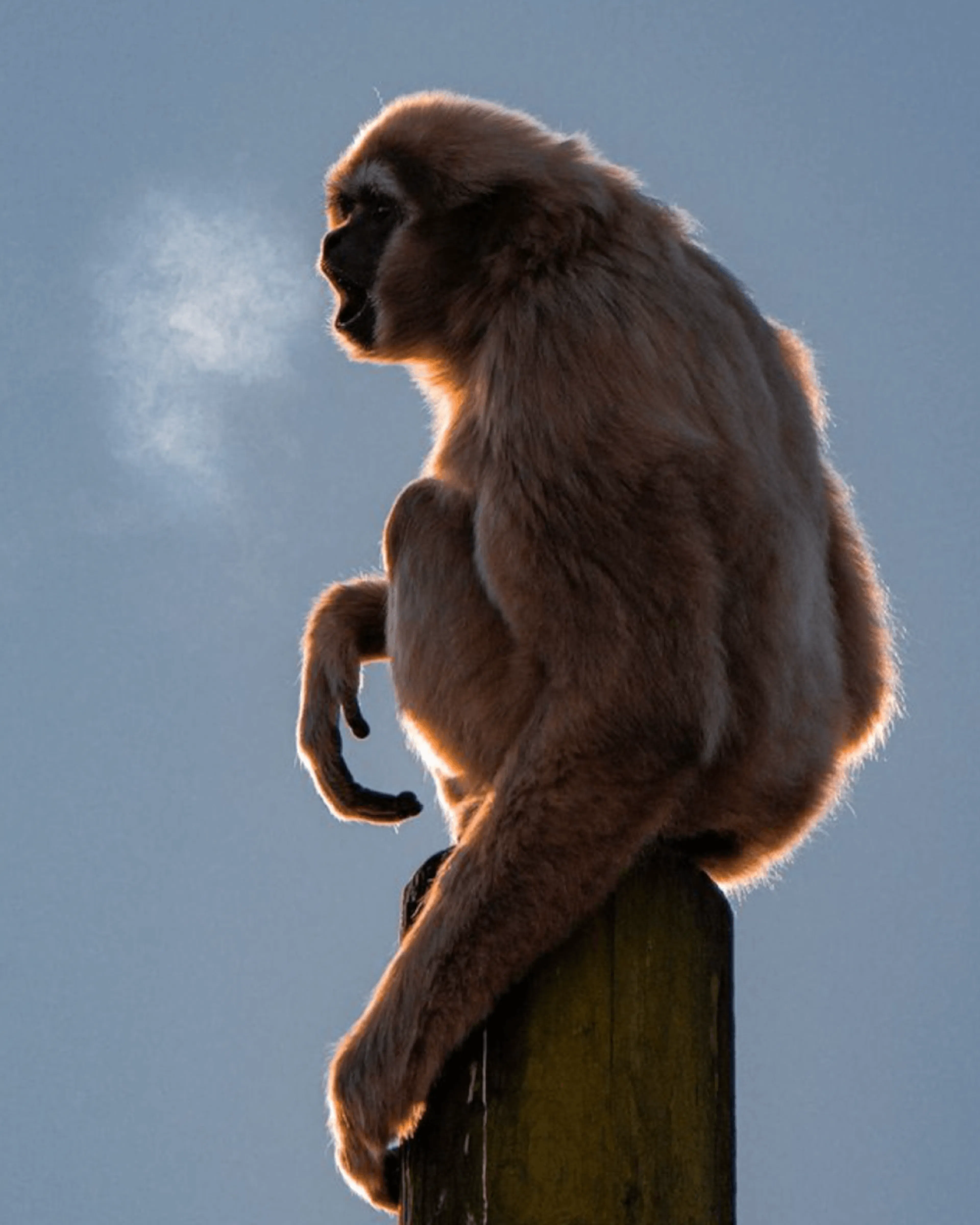 Gibbon silhouetted on a post against a pale sky