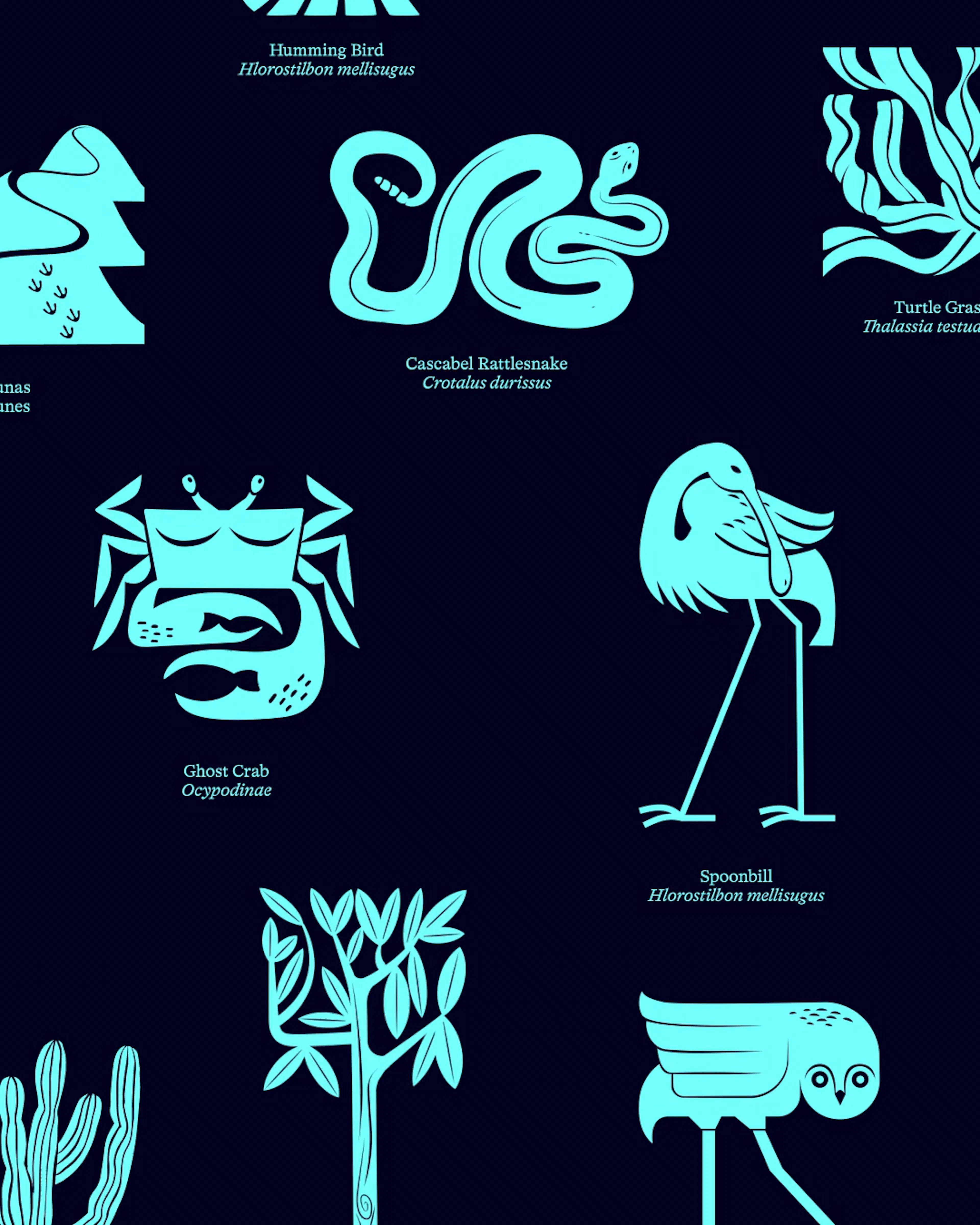 Aruba Conservation Foundation brand identity by HOW+HOW