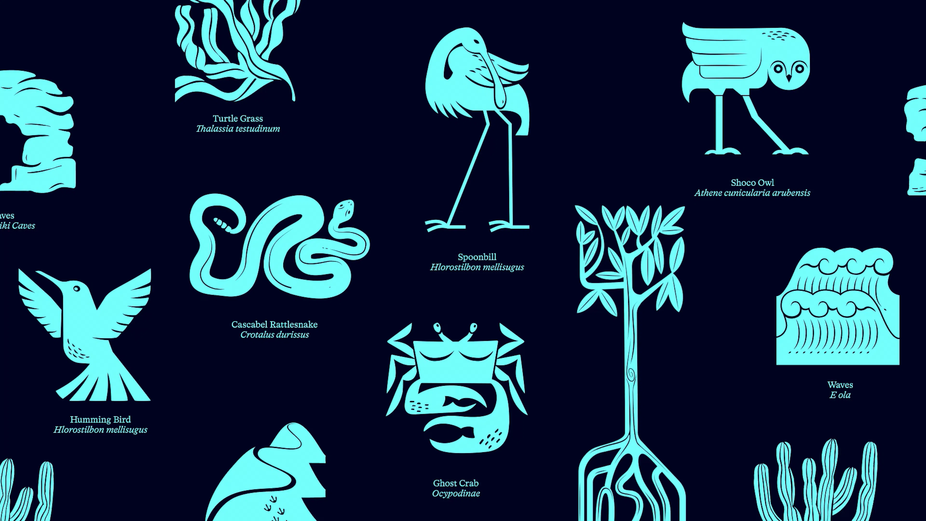 Illustration of Aruba animals