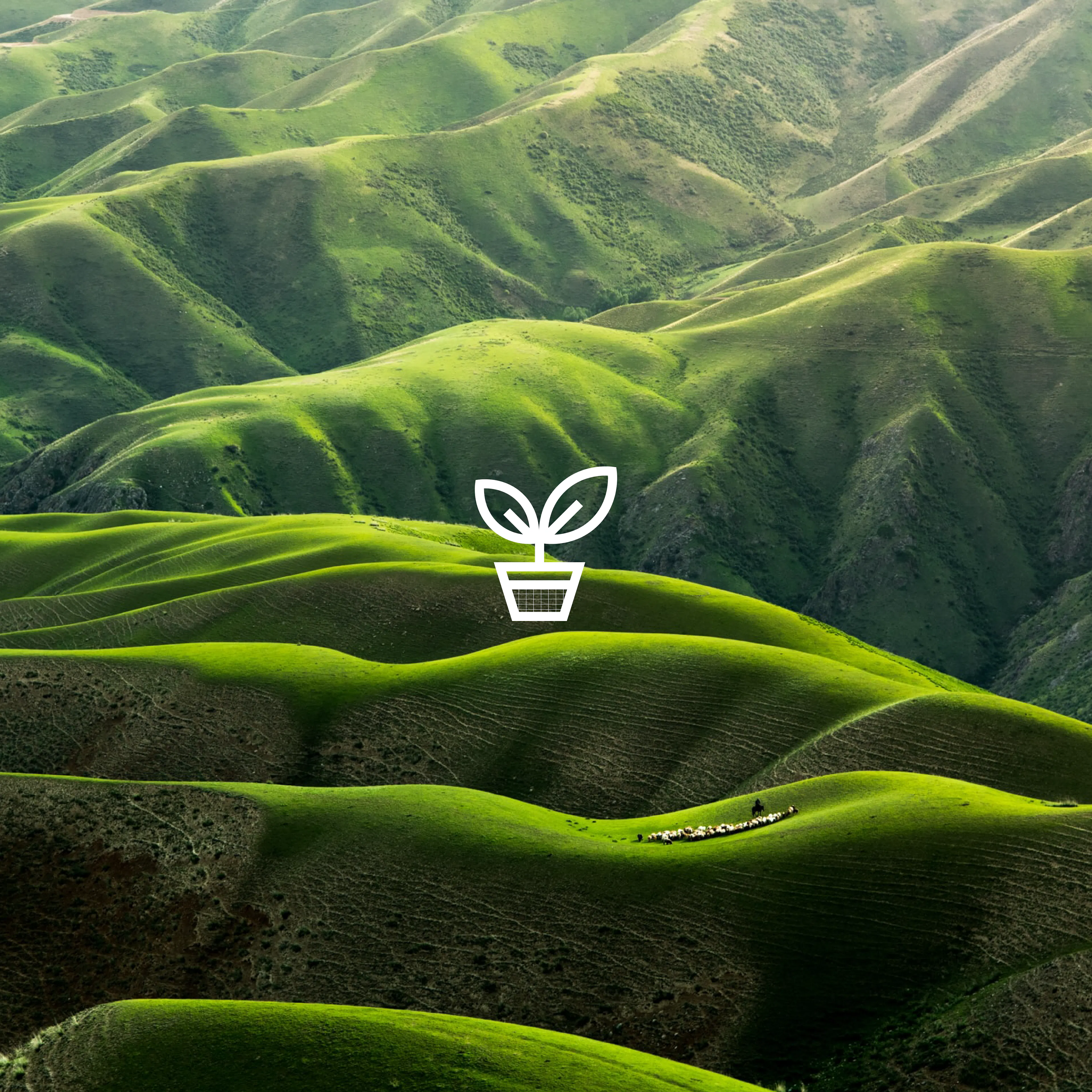 Amphico brand design by HOW+HOW