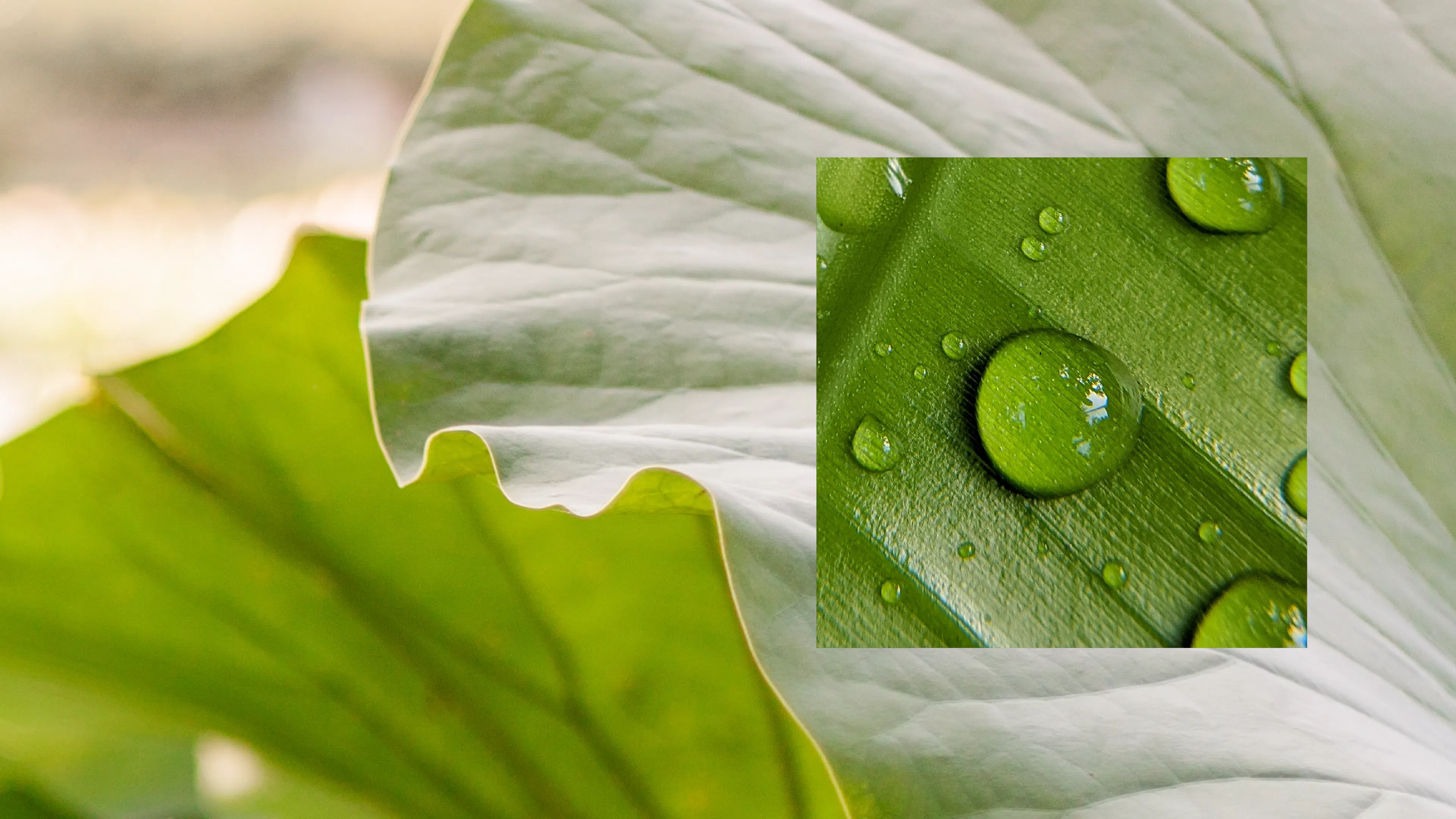 Amphico fluid line graphic traced from the lotus leaf, by HOW+HOW