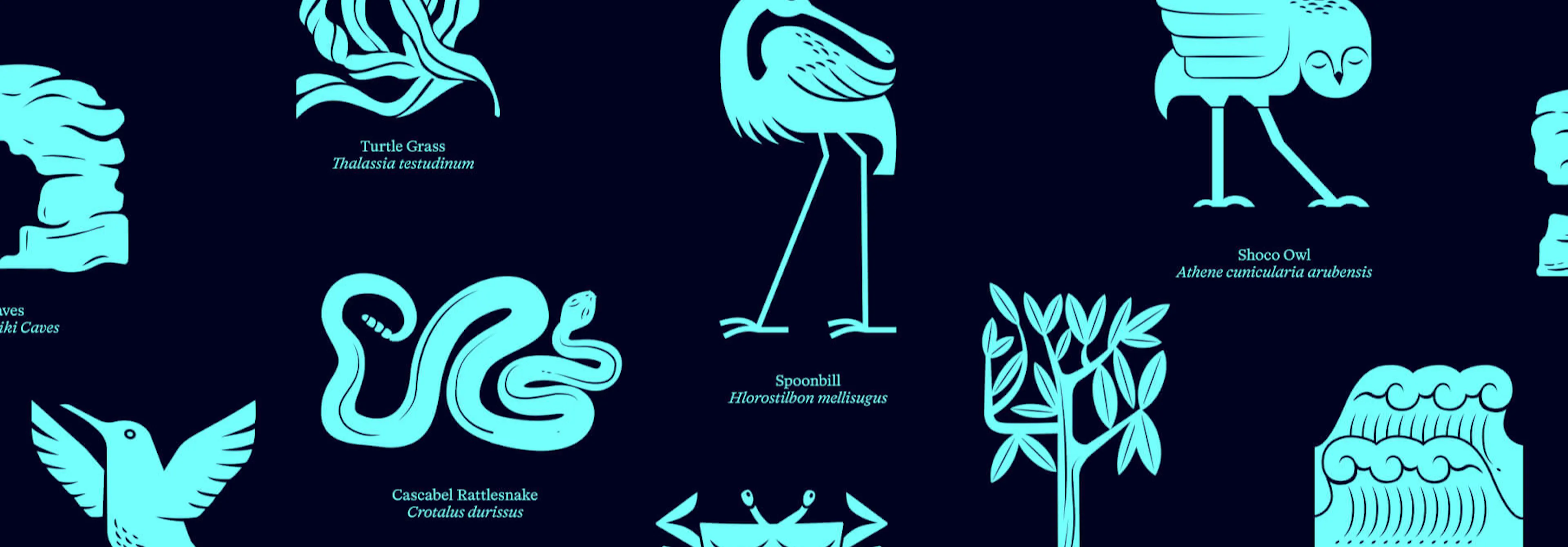 Aruba Conservation Foundation brand identity by HOW+HOW