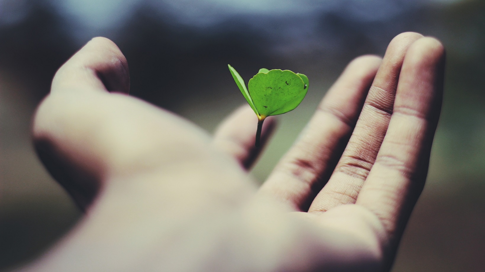 An Employee is Like a Sprout