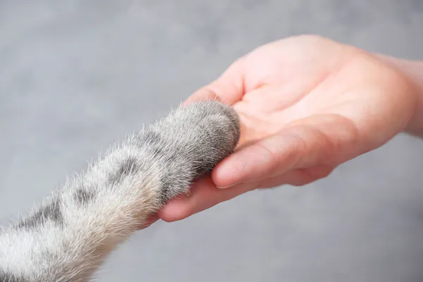 kattenpootje en hand