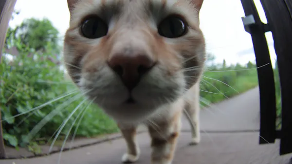 snuffelende kat