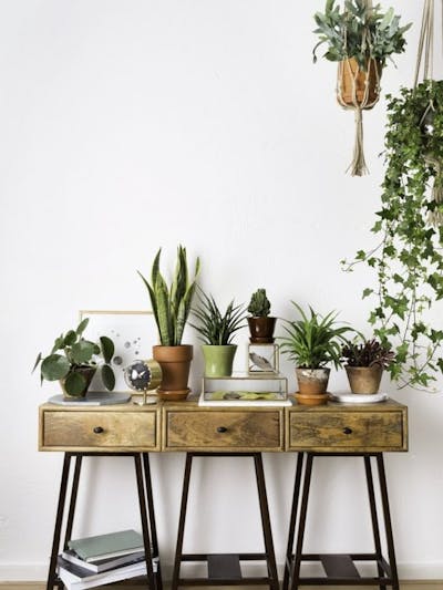 Houten tafel met planten