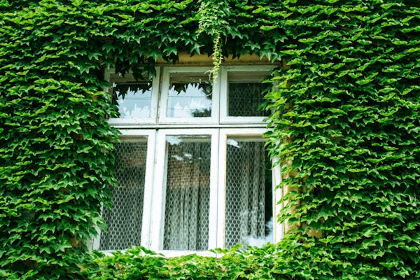 Raam dichtgegroeid door struiken
