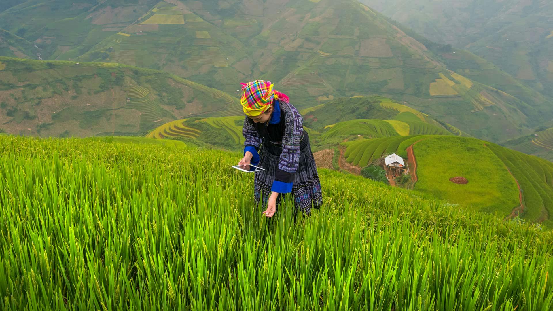 Farmer using the Agrolly app on a tablet to monitor crop development