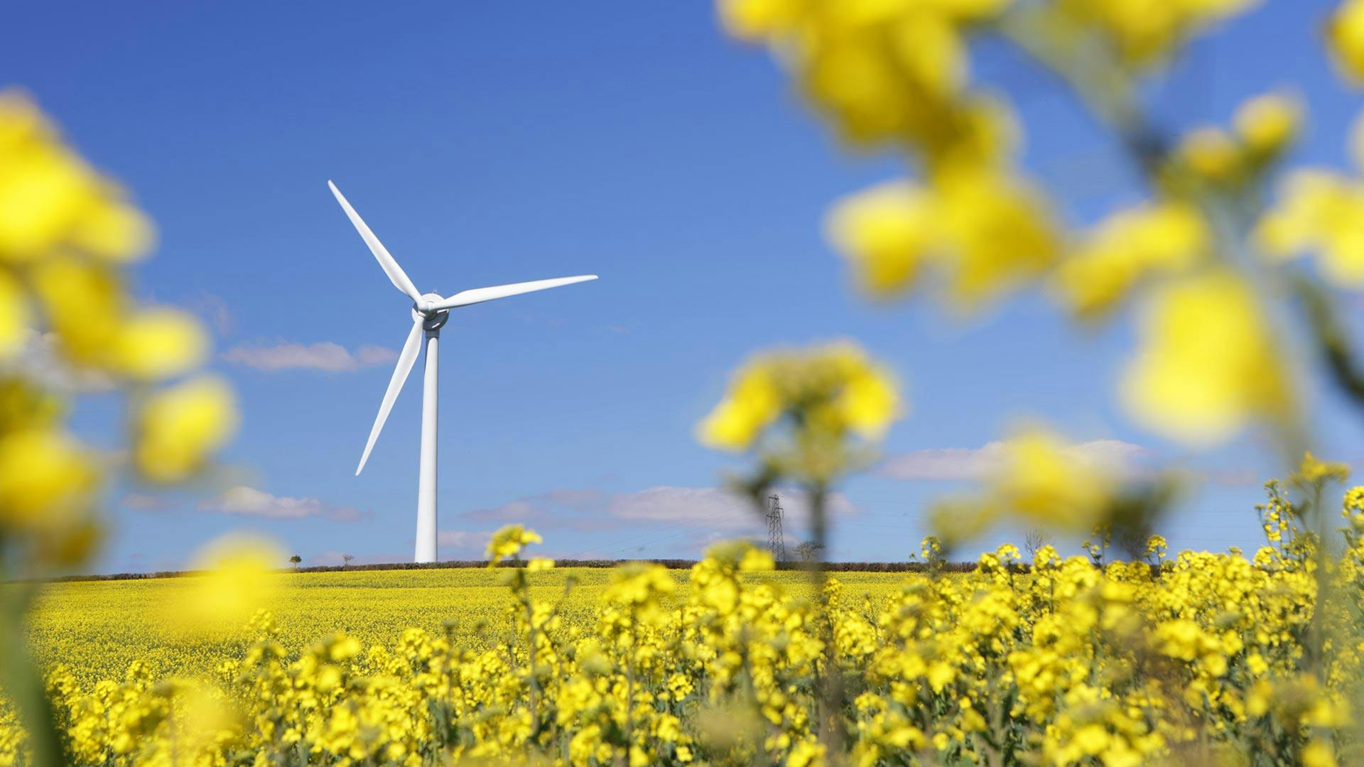 Windmill in a field of yellow flowers
