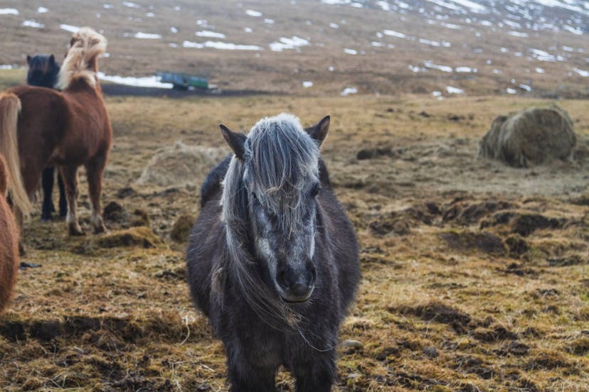 Horseback riding tours in Iceland