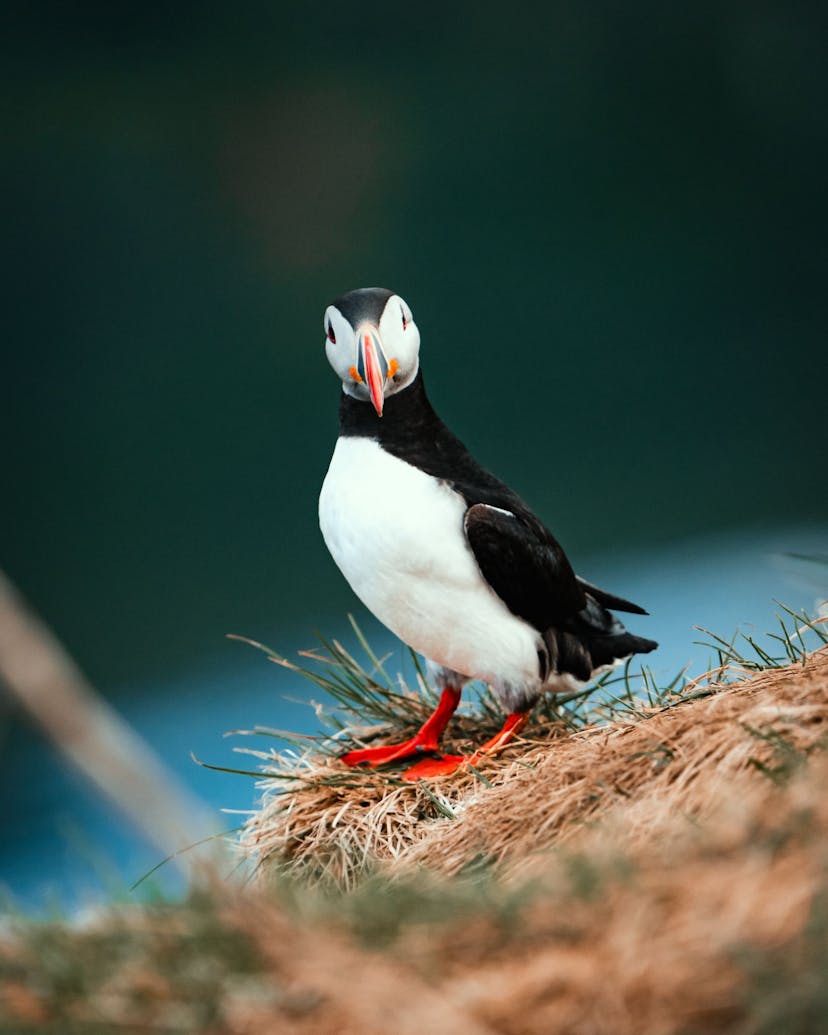 Atlantic puffin in north of iceland
