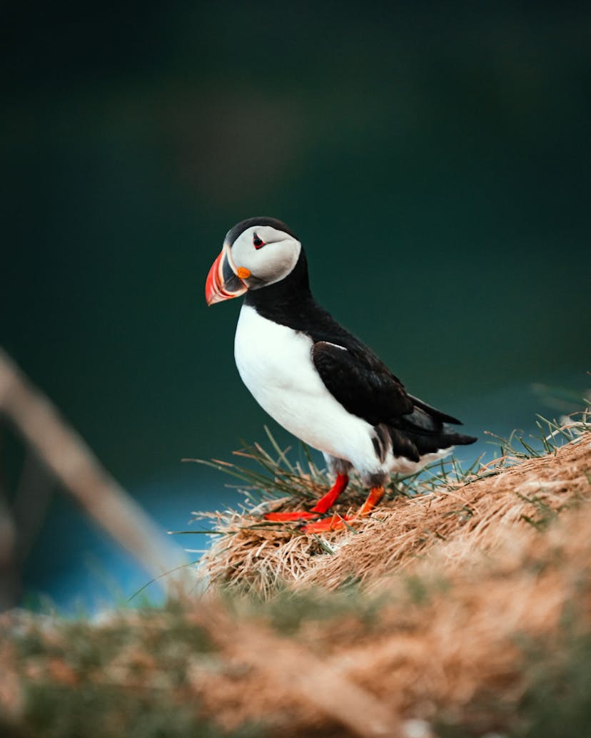Puffin on a cliff in Iceland
