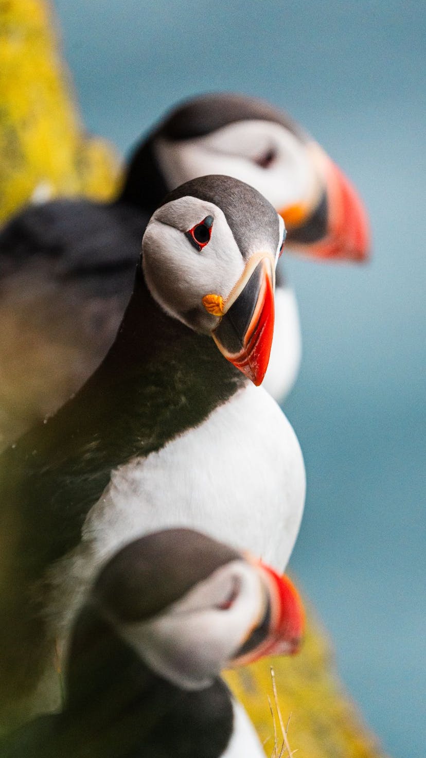 Atlantic puffins, Dyrhólaey