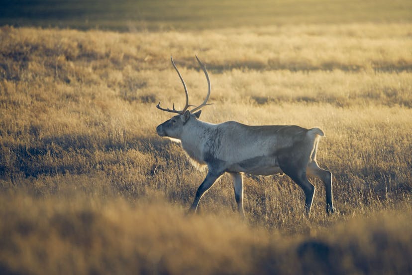 Icelandic reindeer