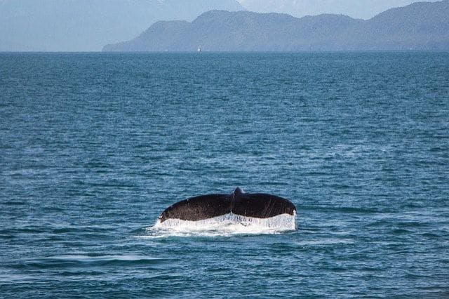 Whale watching, Husavik