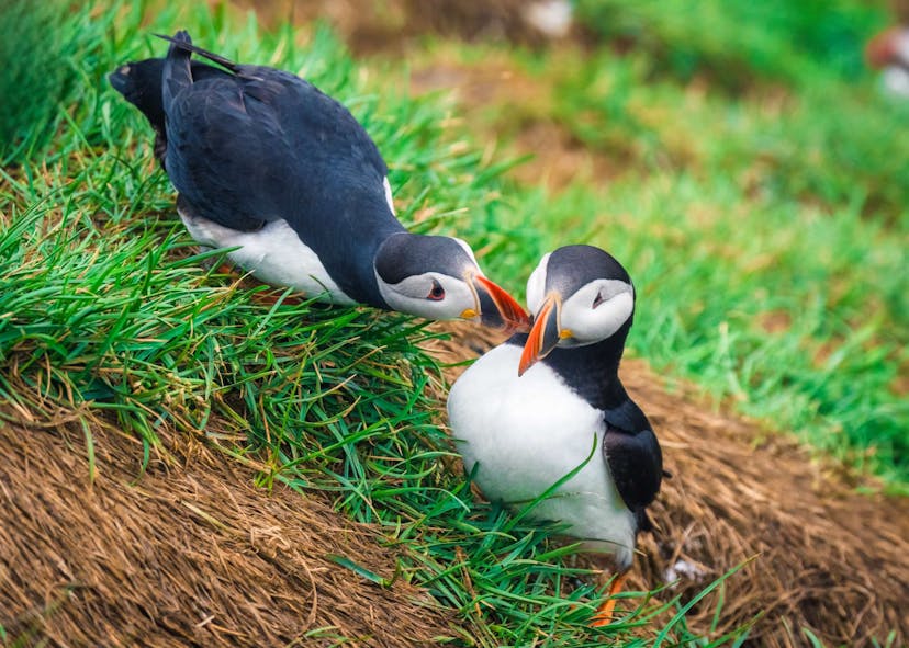 Arctic Puffin Dyrhólaey