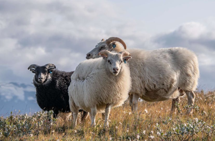 Icelandic sheep