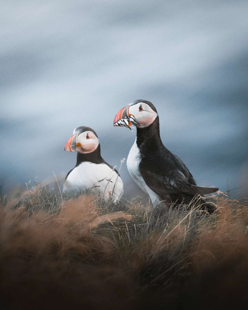 Puffins in Iceland