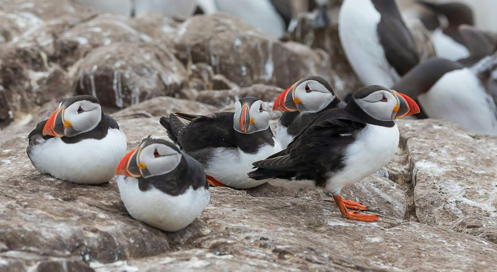 atlantic puffin
