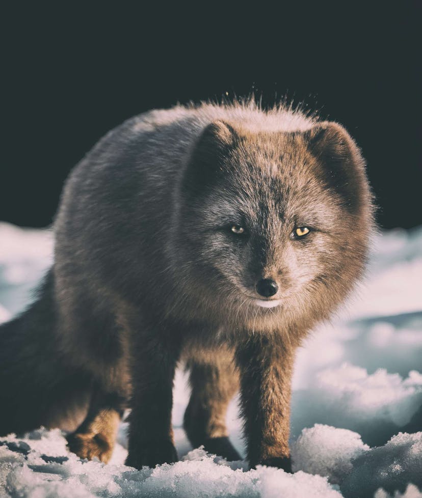 Cute Icelandic fox in the snow