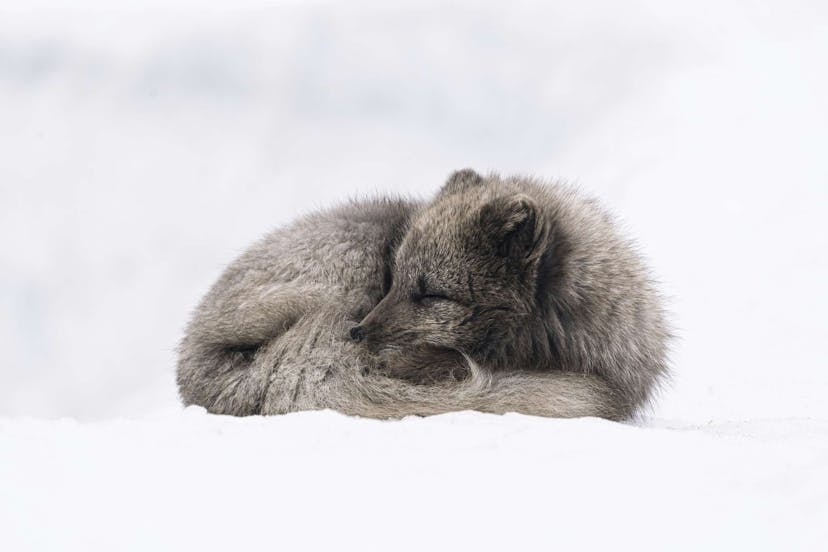 Cute Icelandic fox in the snow