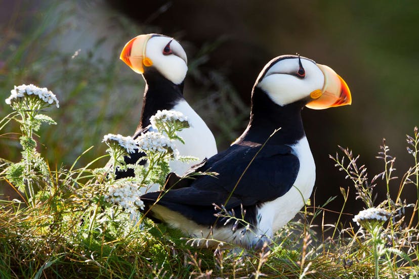 Puffins in Iceland