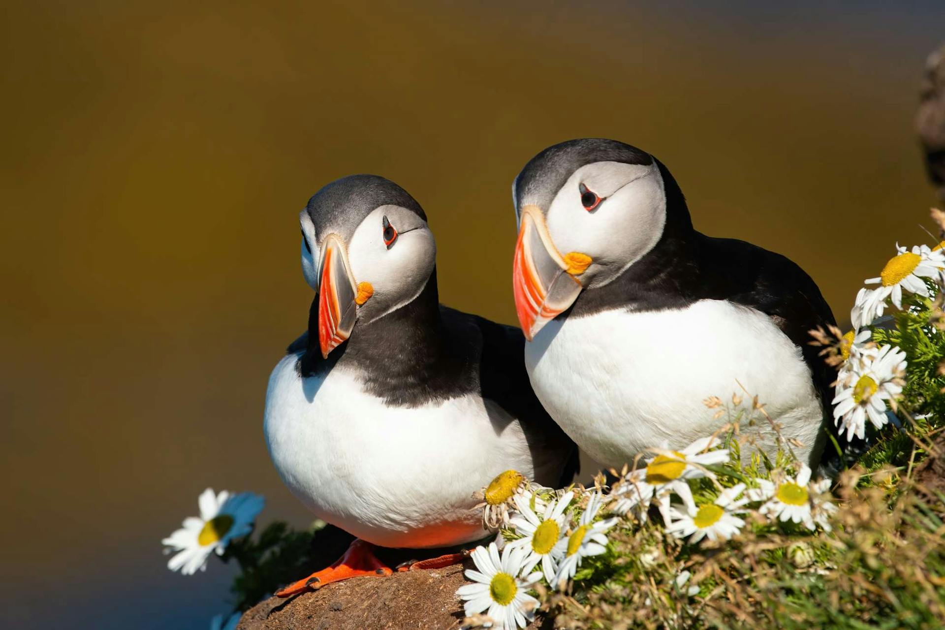 Arctic puffin