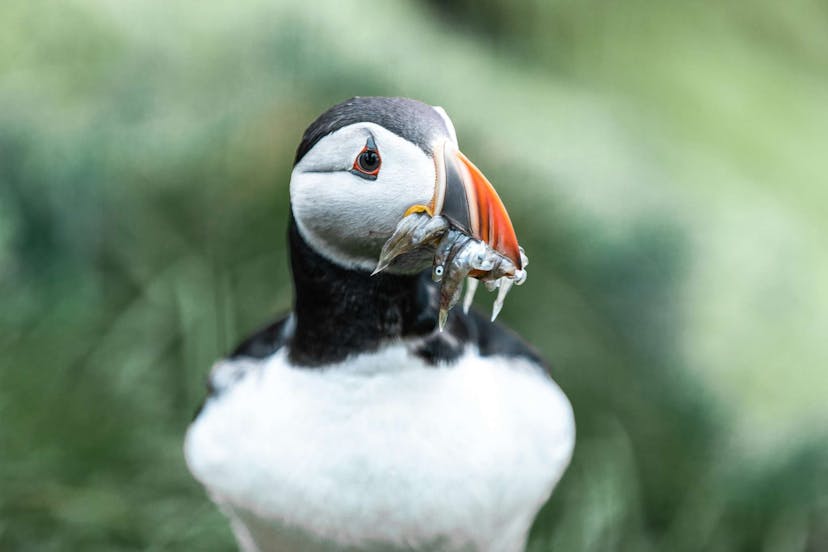 An Icelandic puffin with fish in their beak