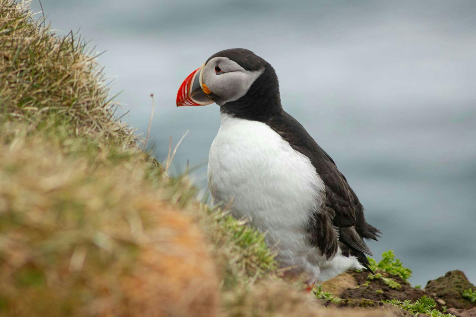 Puffin Vestmannaeyjar