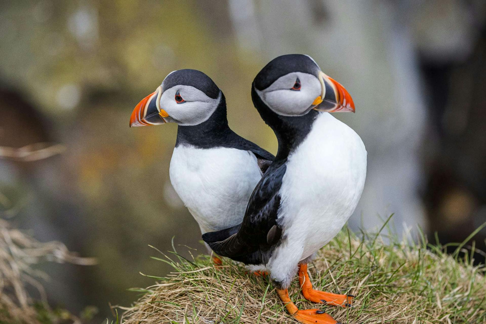 Arctic Puffin  Iceland cliff