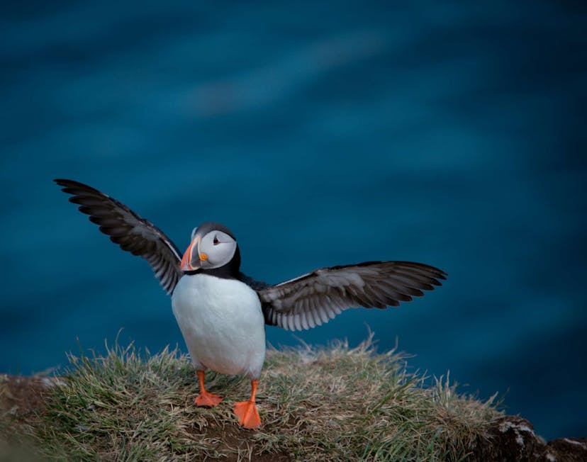 Puffin in Iceland
