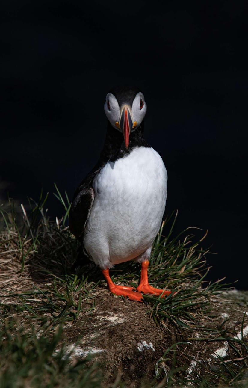 Puffin in Iceland
