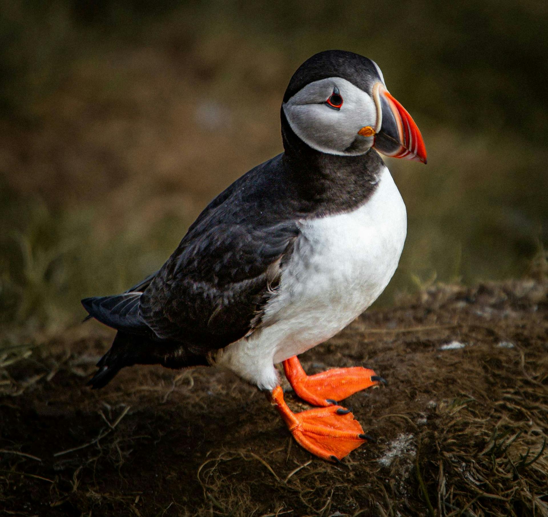 Arctic puffin