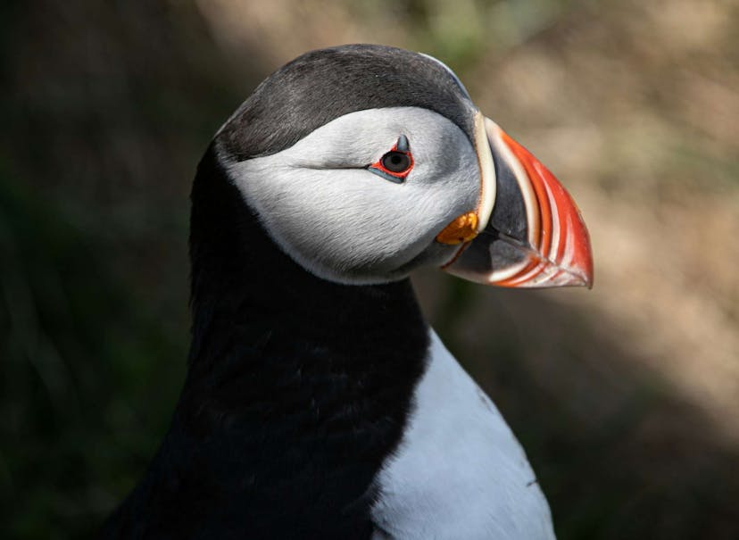 Arctic puffin