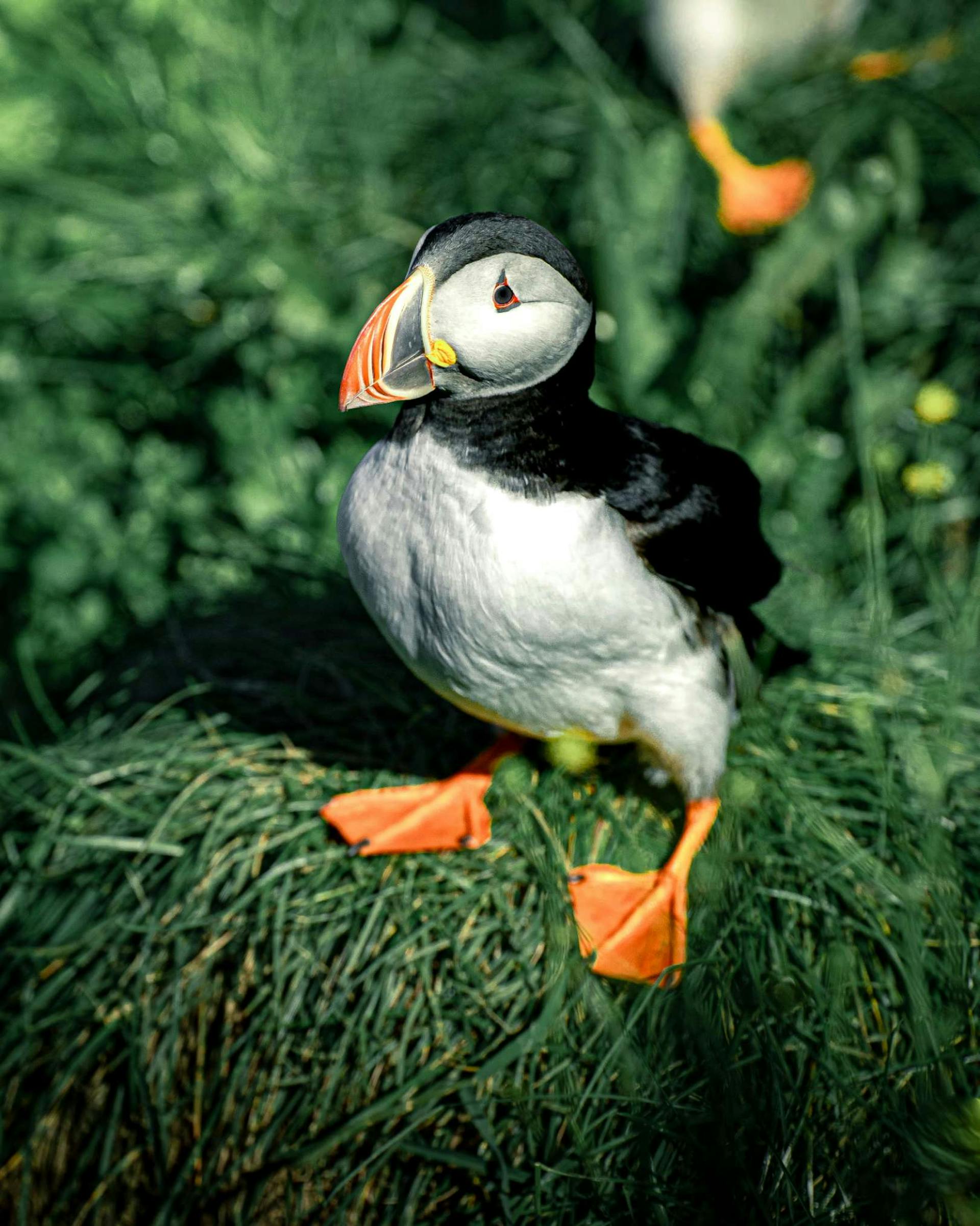 Puffin in iceland
